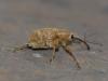Curculio venosus